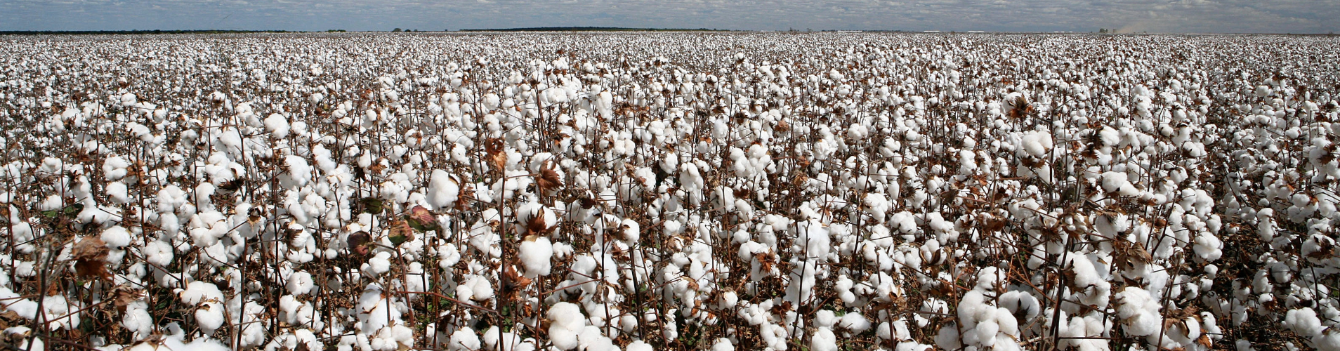 Cotton field.
